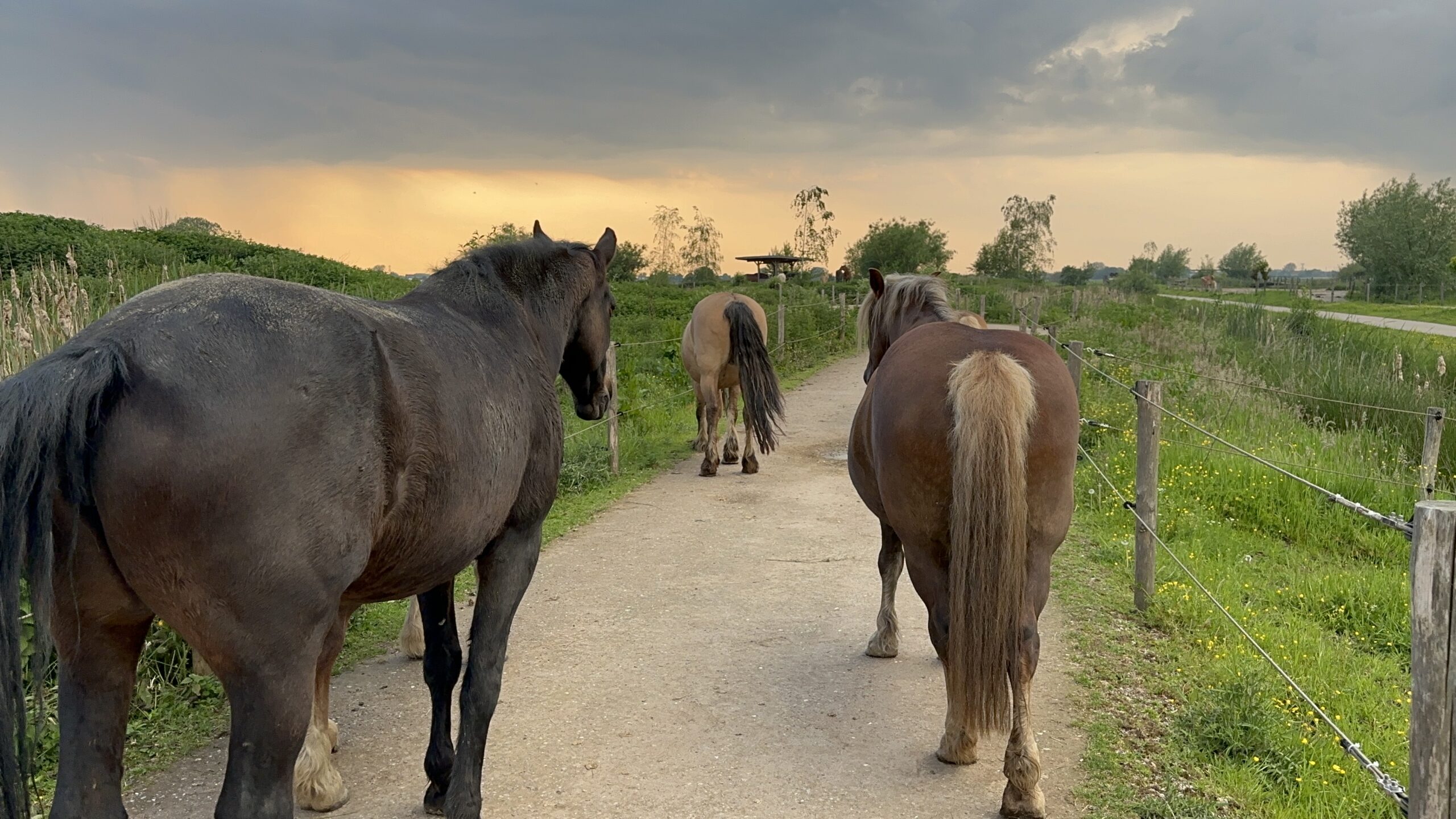 Drie paarden die in een natuurlijke omgeving weg lopen van de camera