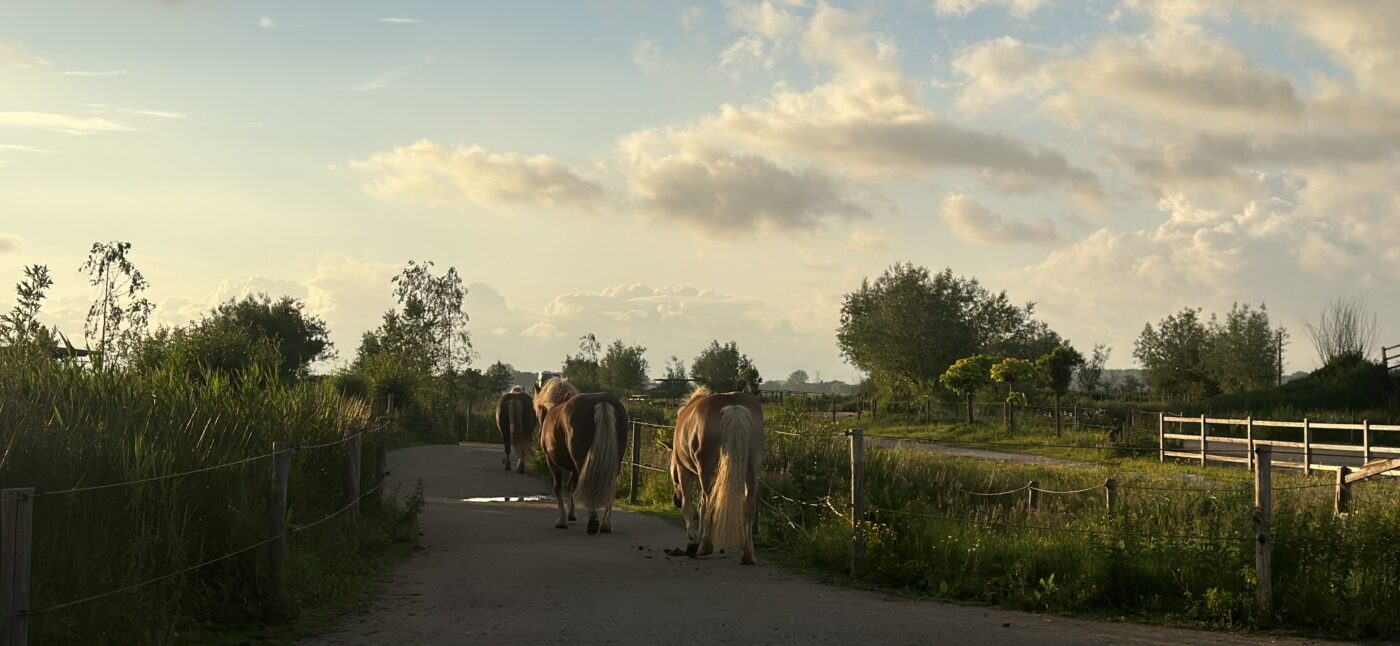 Drie paarden die in een natuurlijke omgeving weglopen van de camera