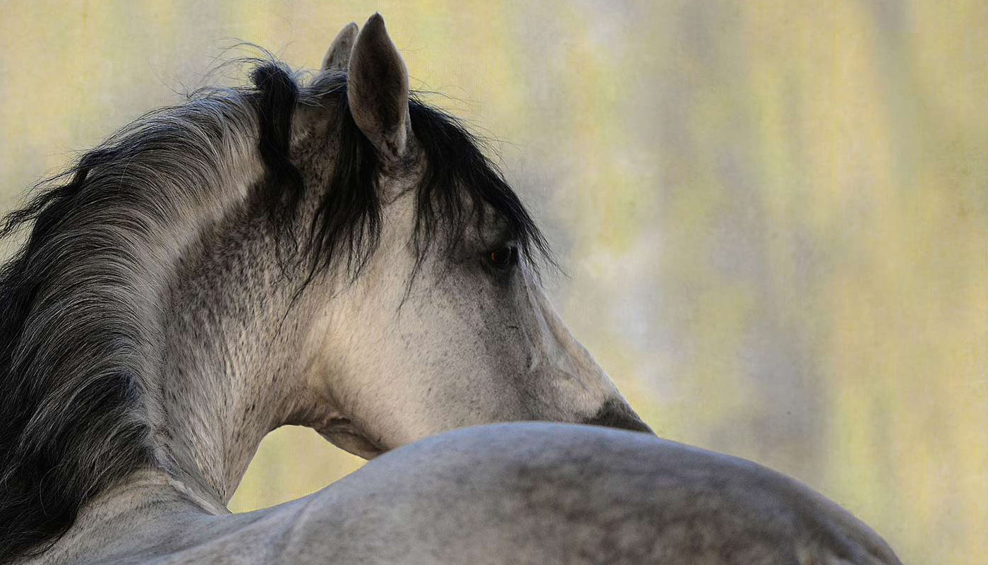 Achtergrondafbeelding bij Metazoa met een paard in een natuurlijke omgeving