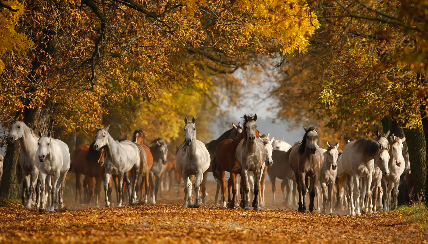 Achtergrondafbeelding van PerNaturam met een groep paarden in een herfstachtige, natuurlijke omgeving