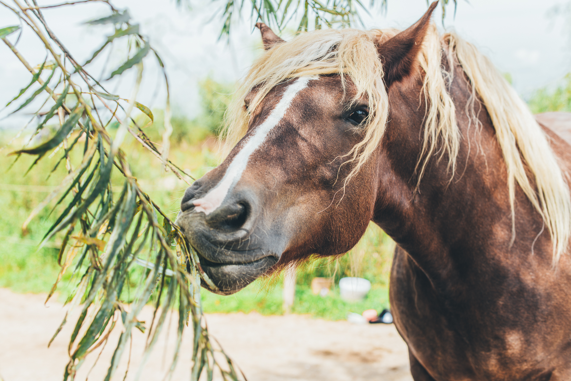 Een paard dat een wilgentak eet