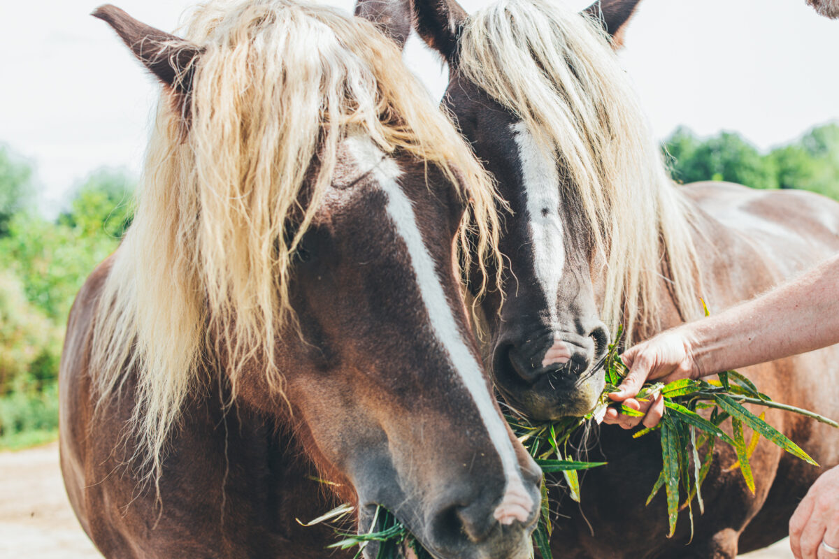 Twee paarden die samen een rietstengel eten