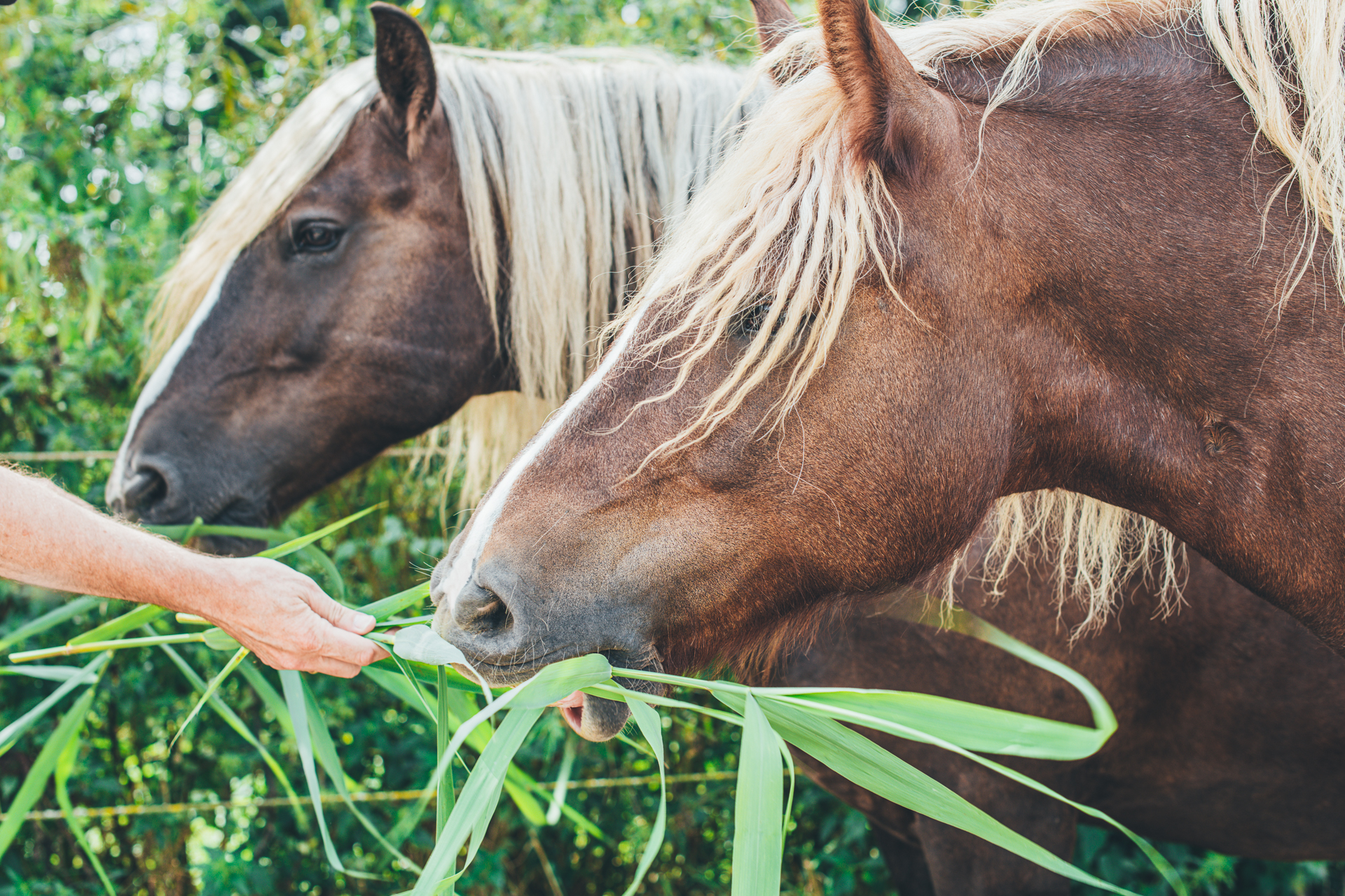 Twee paarden die rietstengels eten.