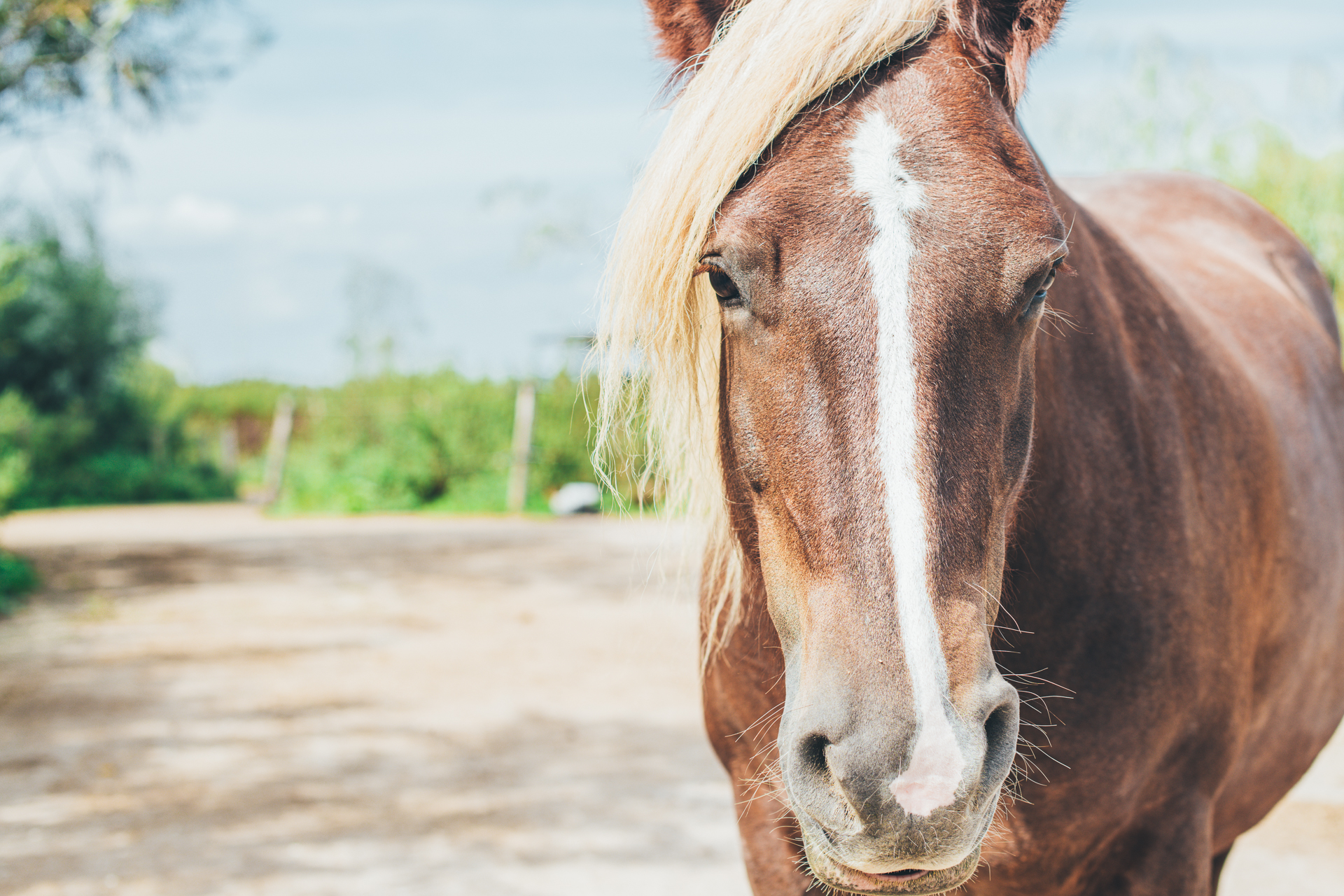 Een paard dat in een natuurlijke omgeving in de camera kijkt.