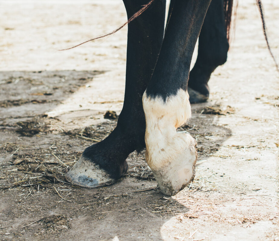 Een paard met een hoef opgetrokken