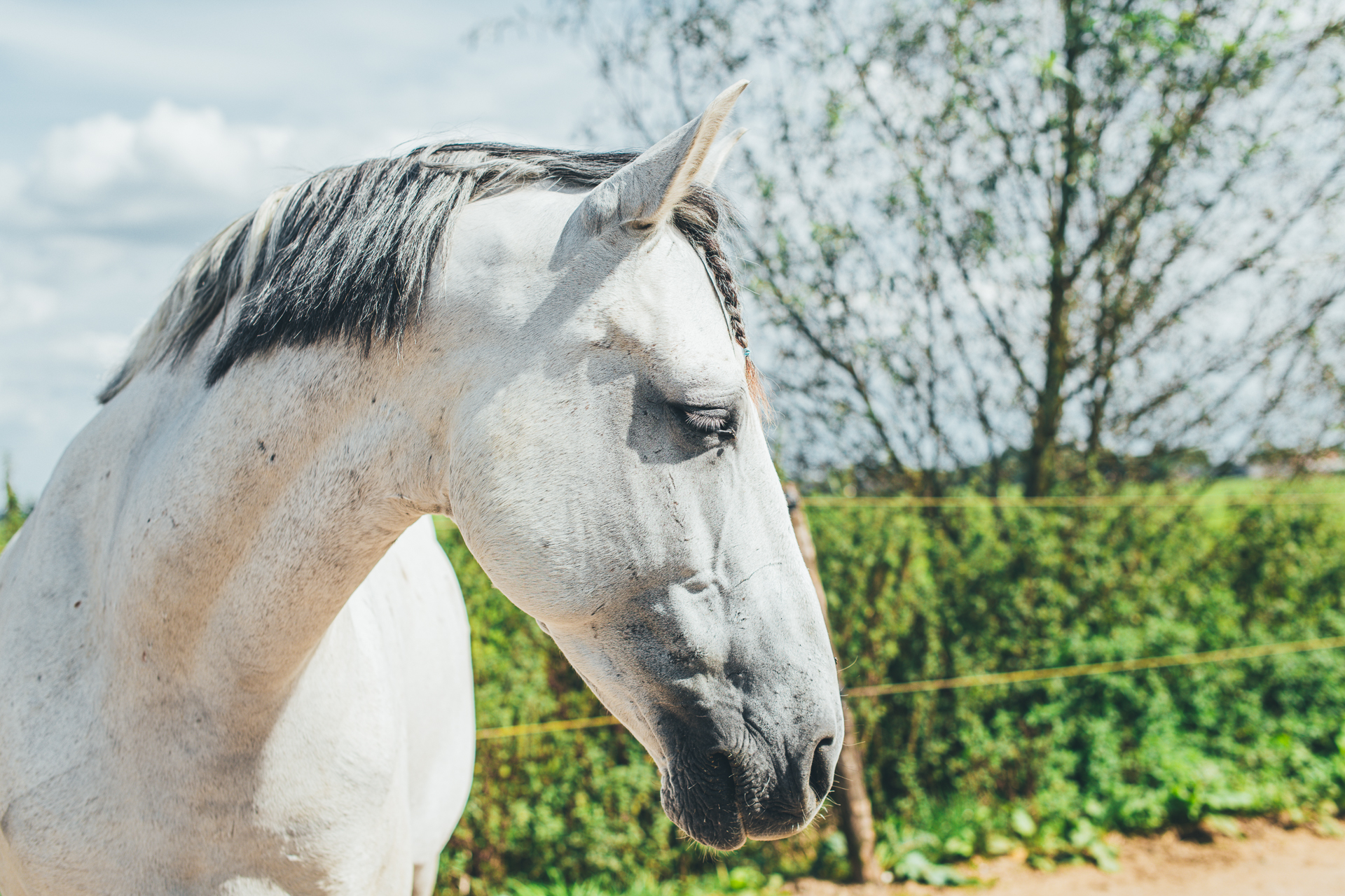 Een wit paard dat half slapend in een natuurlijke omgeving staat.