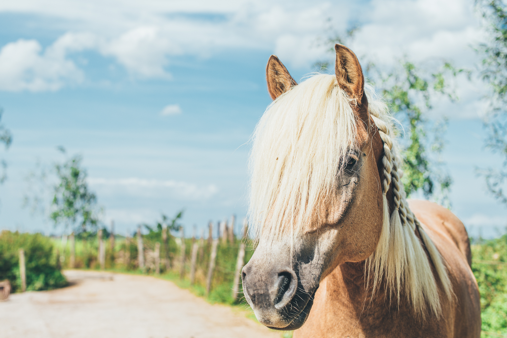 Een paard met een pluk haar voor de ogen in een natuurlijke omgeving