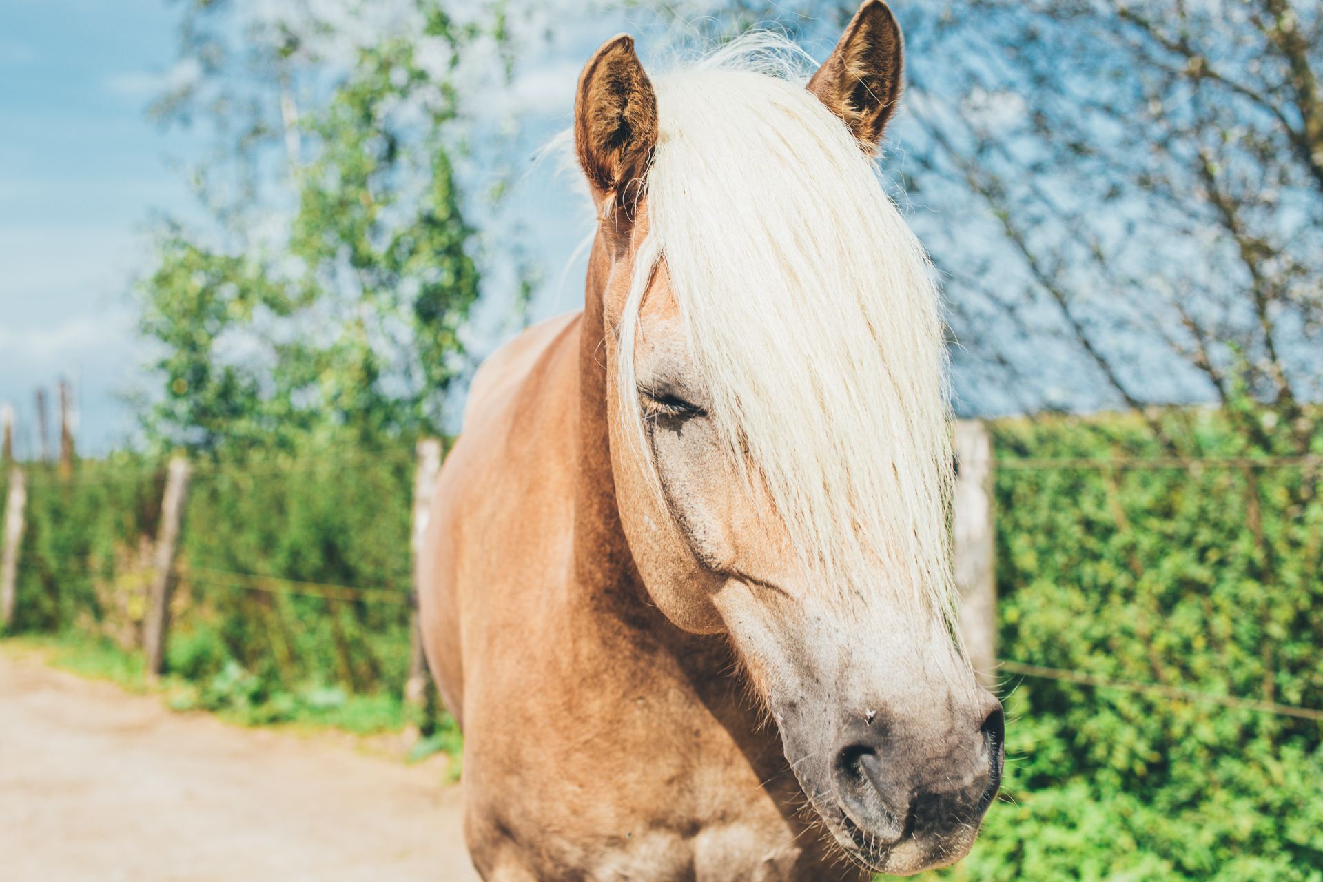 Een paard in een natuurlijke omgeving met de ogen gesloten en een grote pluk manen op het voorhoofd.