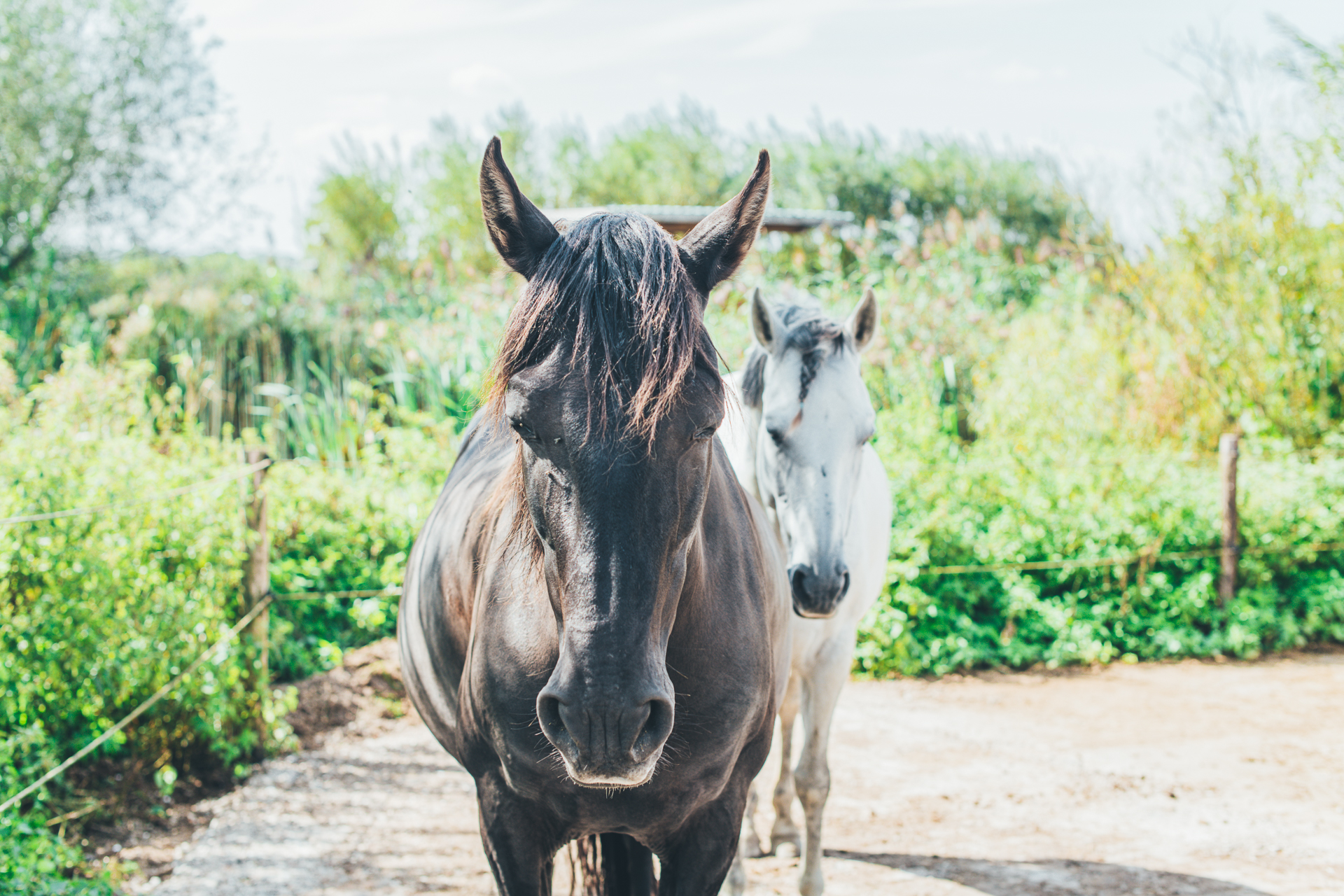 Twee slapende paarden achter elkaar in een natuurlijke omgeving