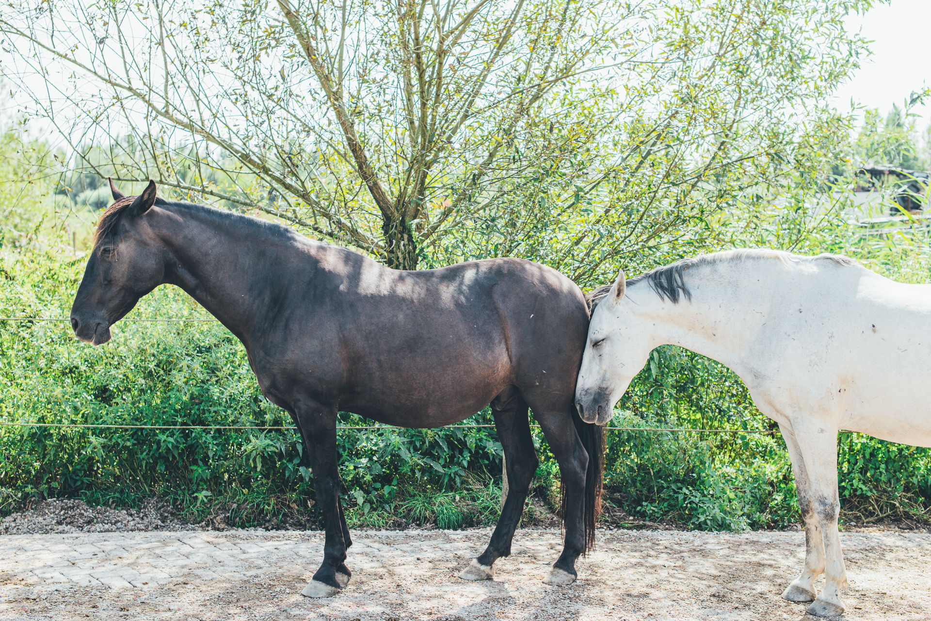 Twee paarden die staan te slapen in een natuurlijke omgeving