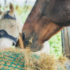 Een paard dat hooi eet uit een hooinet