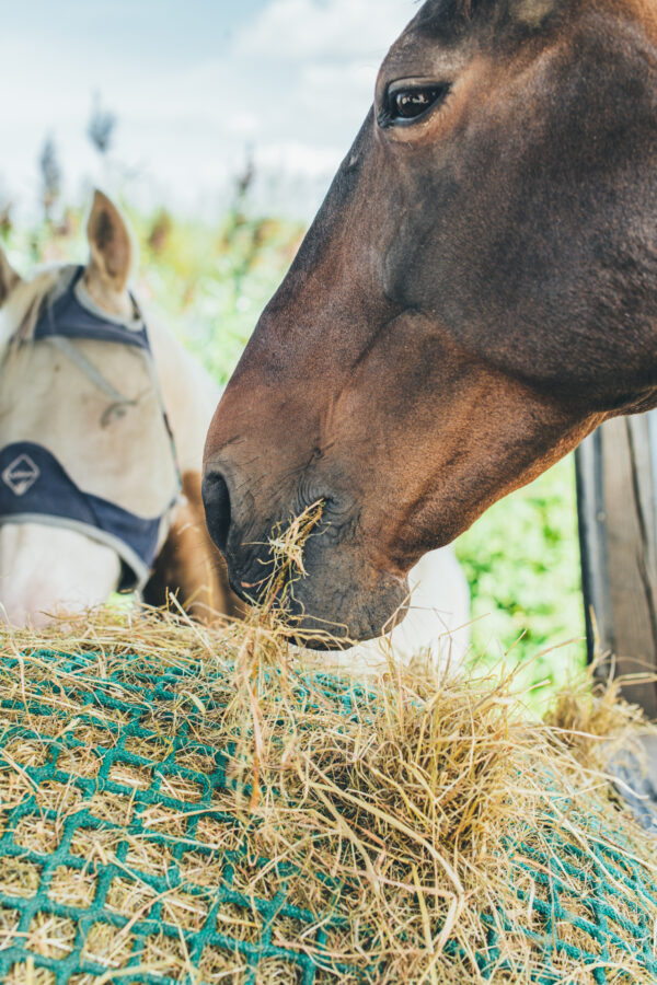 Een paard dat hooi eet uit een hooinet