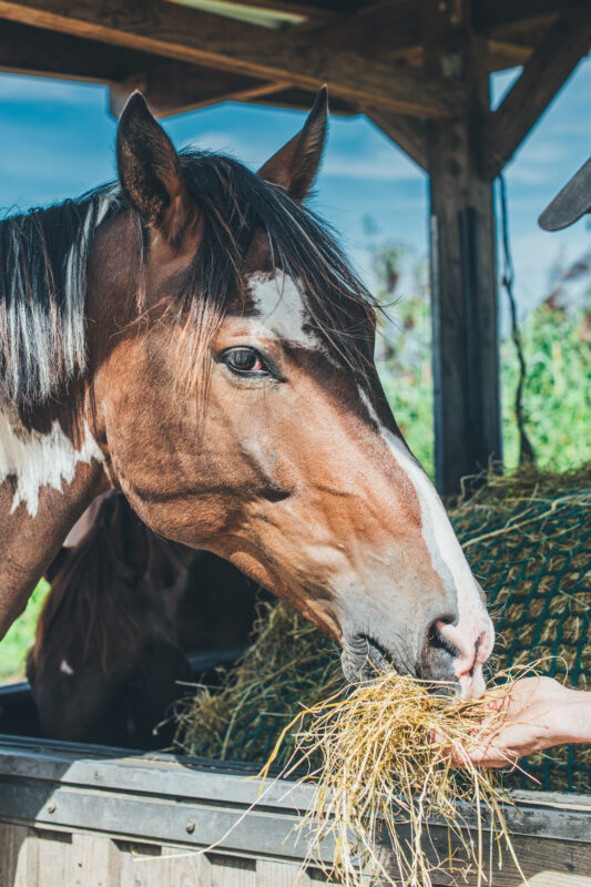 Een paard dat een handvol hooi eet