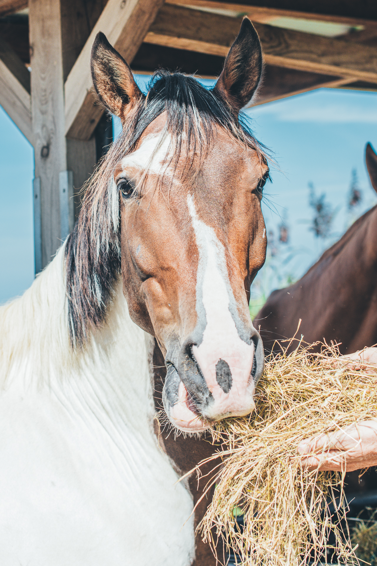 Een paard dat een handvol hooi eet in een natuurlijke omgeving