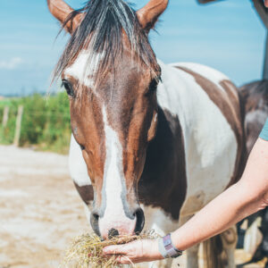 Een paard dat een handvol hooi eet