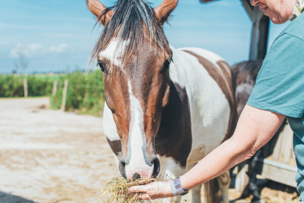 Een paard dat een handvol hooi eet