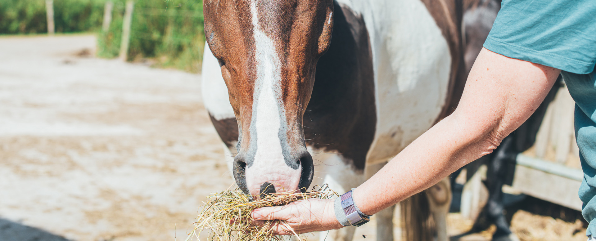 Een paard dat een handvol hooi eet