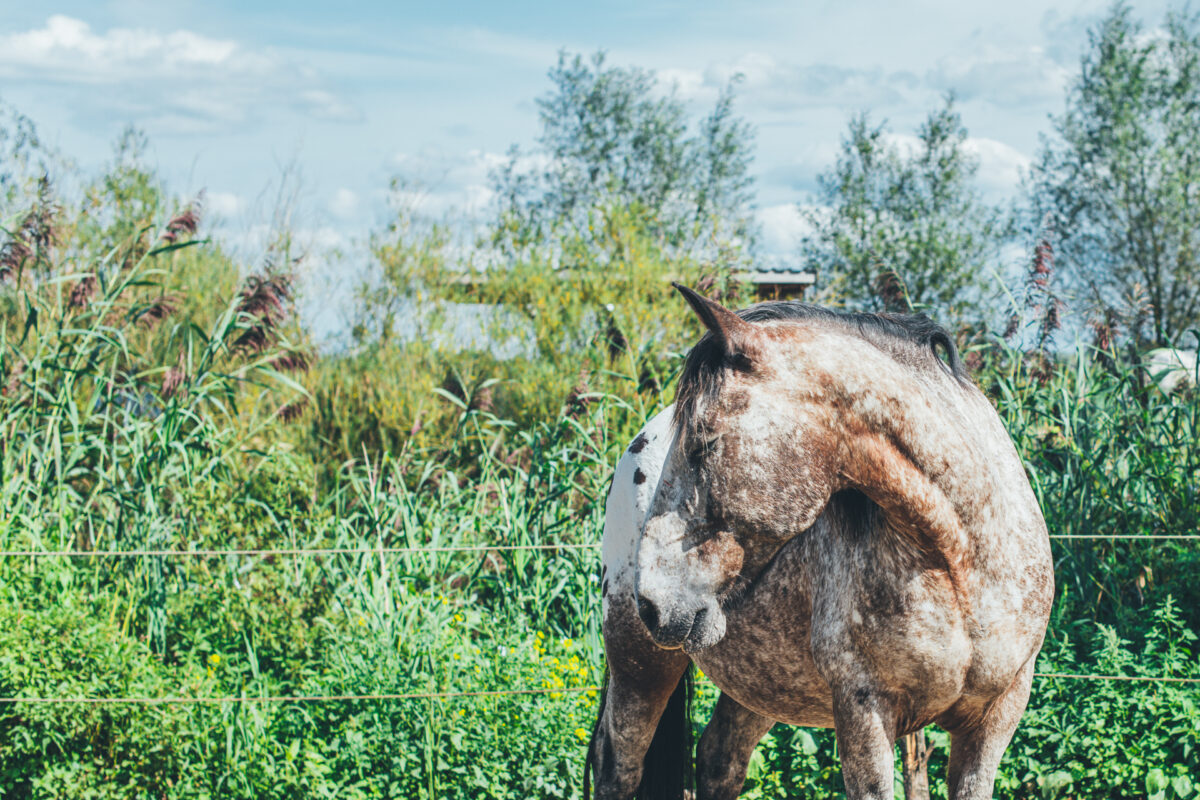 Een slapend paard in een natuurlijke omgeving