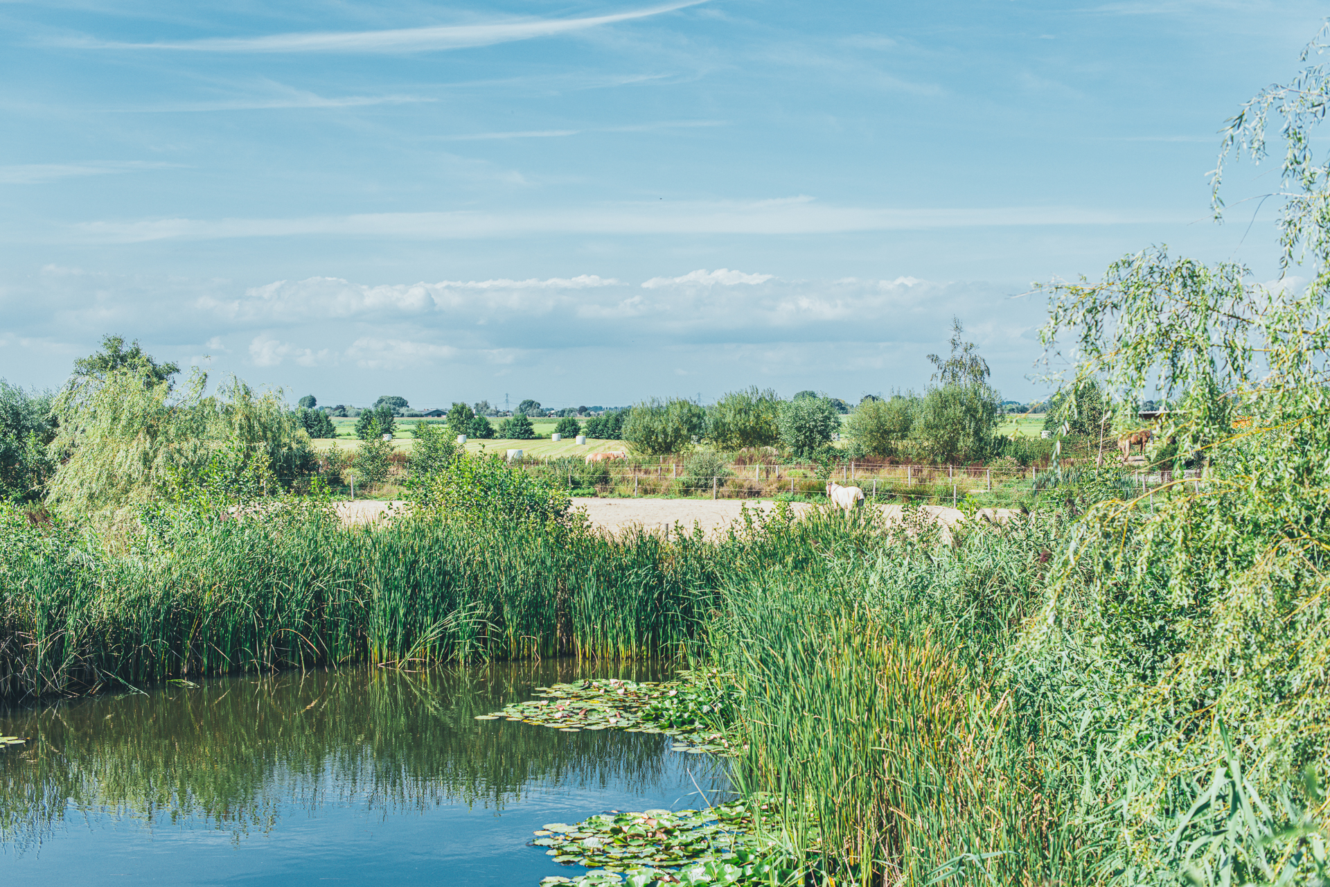 Een overzicht van een natuurlijke omgeving met paarden