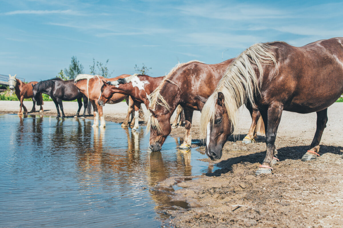 Een groep paarden die drinkt in een natuurlijke omgeving