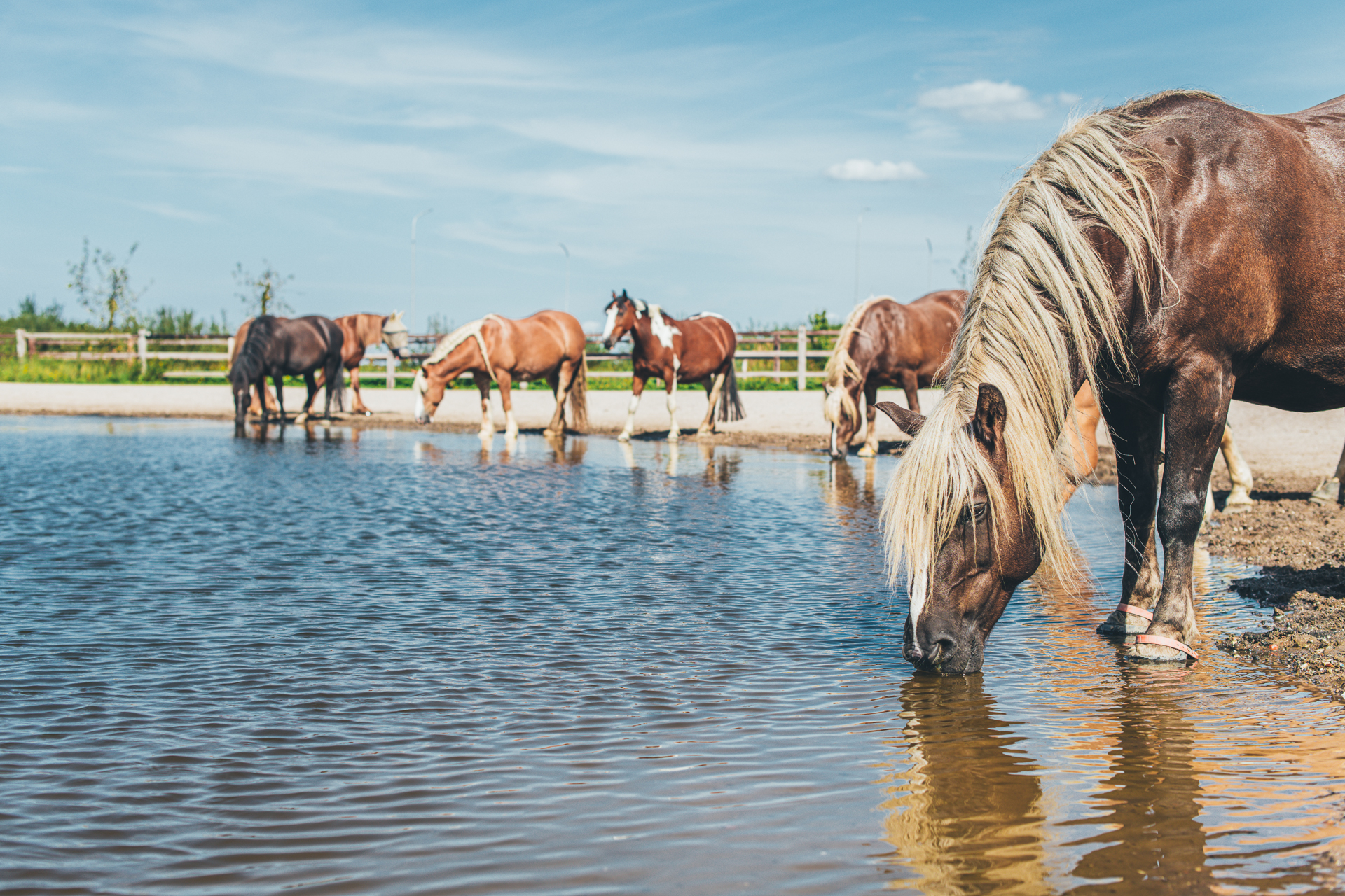 Een groep paarden die drinkt in een natuurlijke omgeving