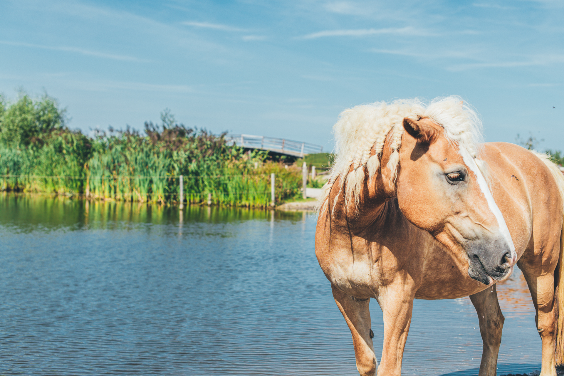 Een paard voor een waterplas in een natuurlijke omgeving