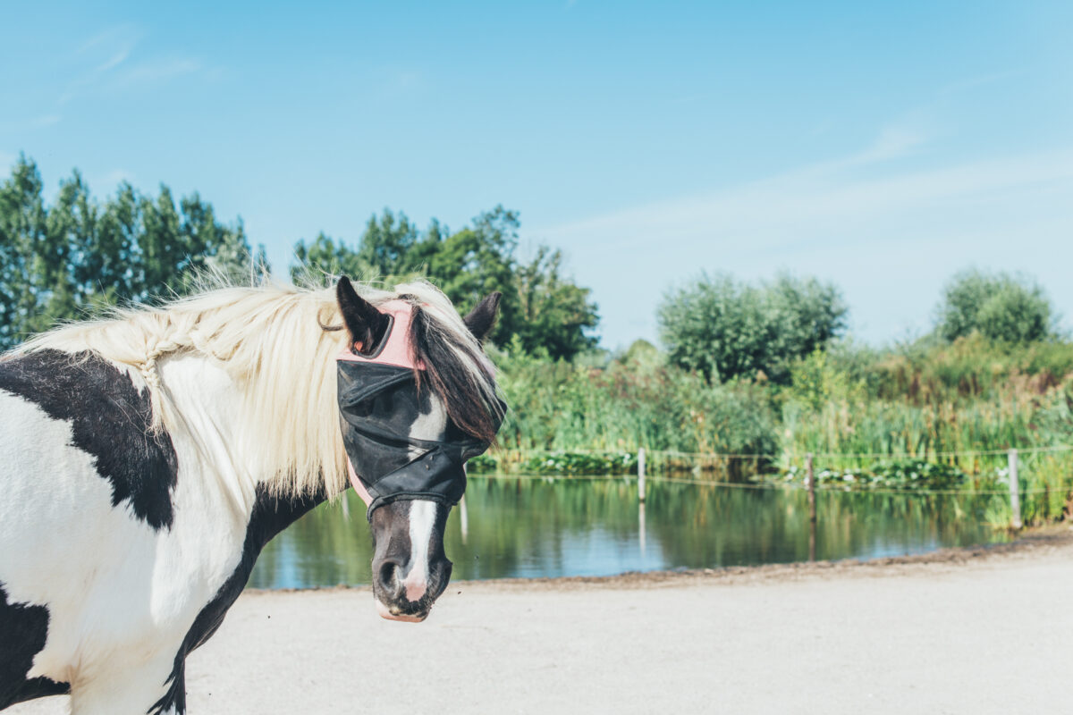 Een paard met een vliegenmasker voor een waterplas in een natuurlijke omgeving