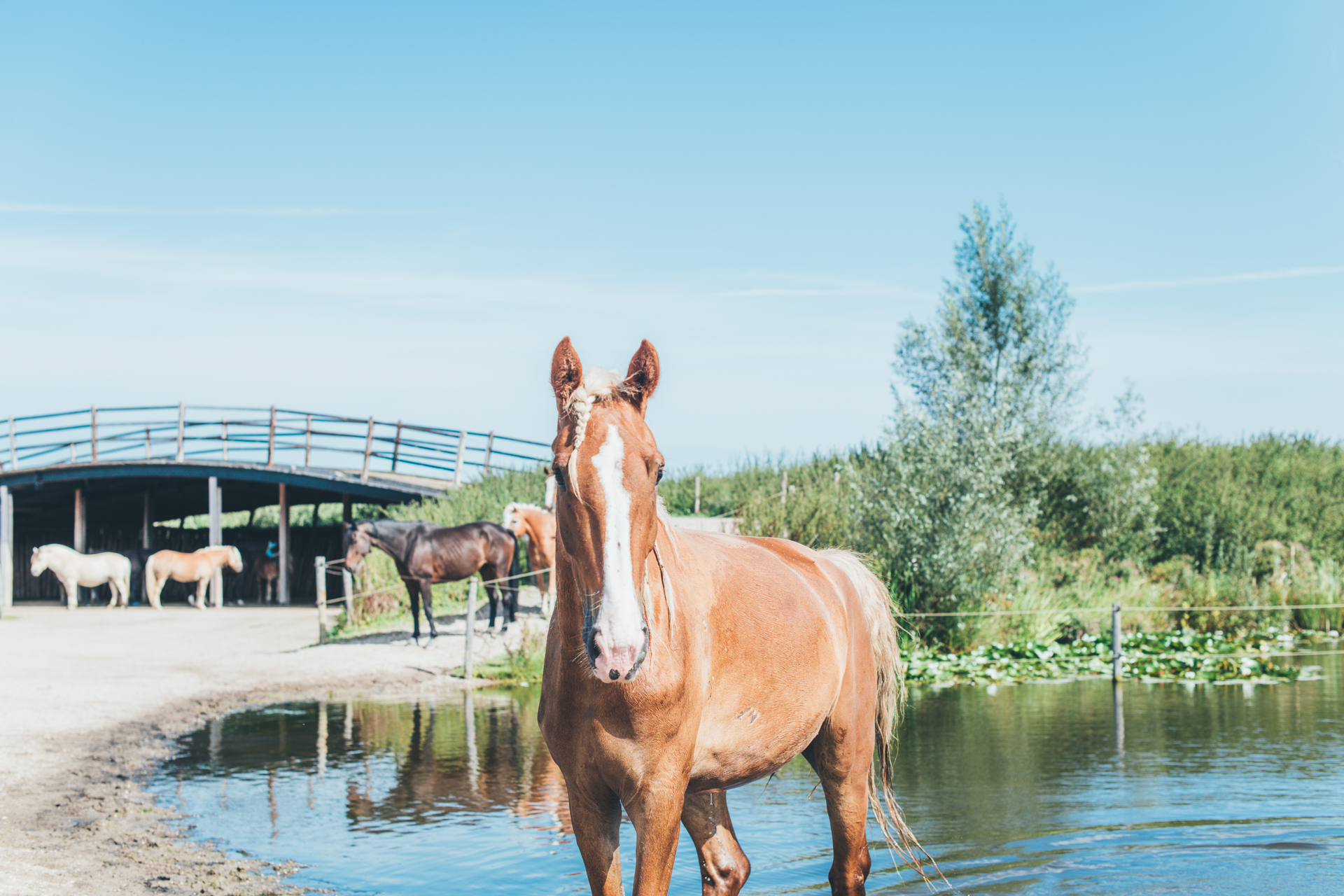 Een paard in een natuurlijke omgeving met op de achtergrond een waterplas en andere paarden voor een grote brug.