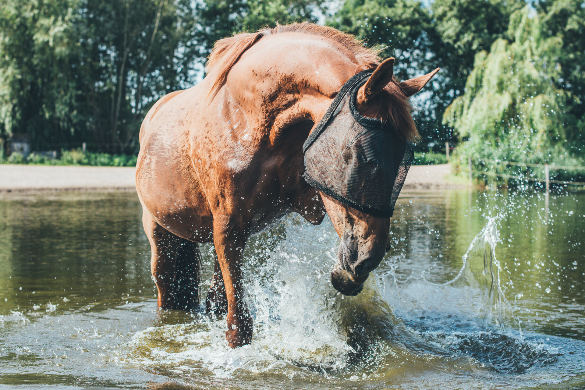 Een paard dat in een waterplas met water aan het spelen is