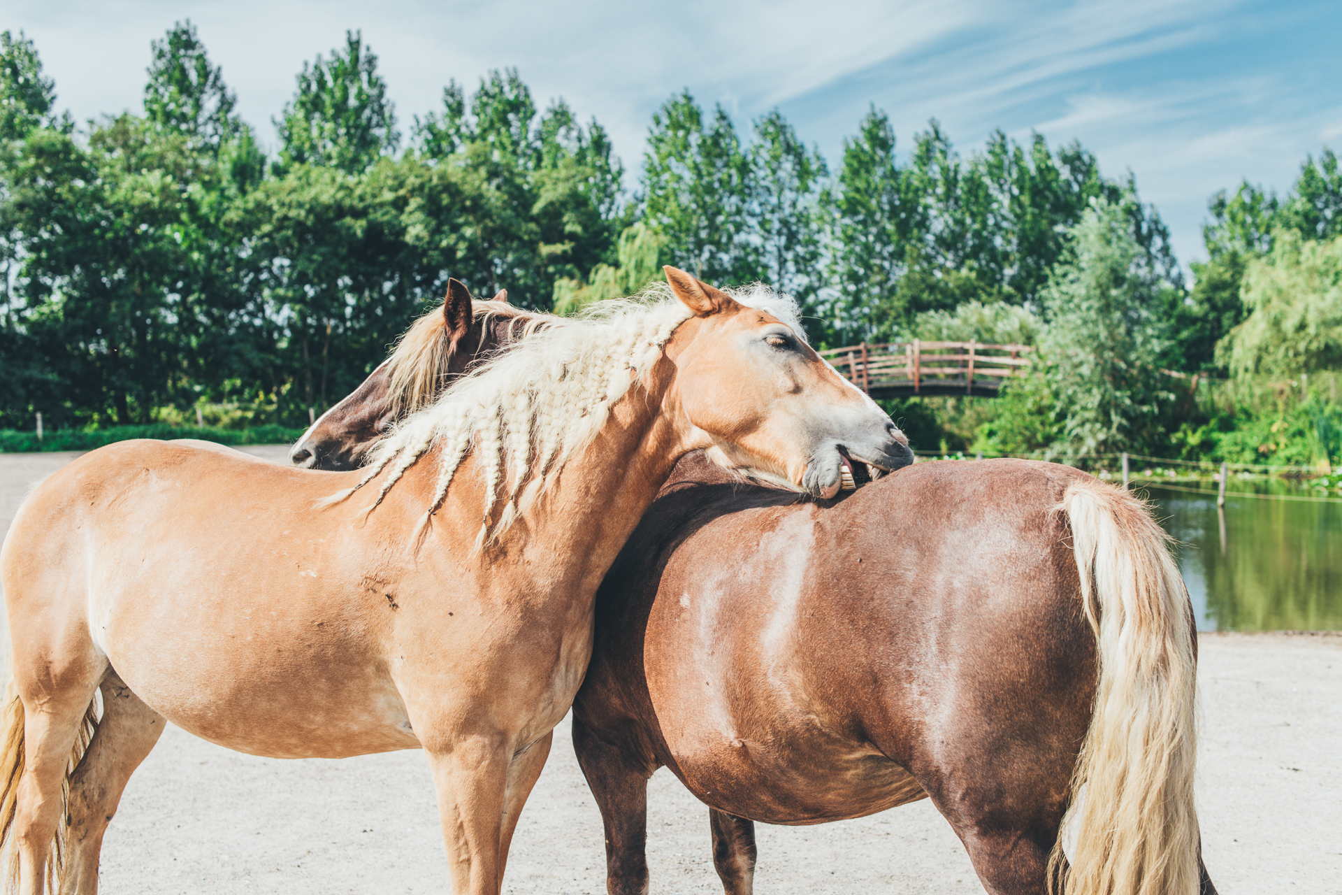 Twee paarden die elkaar krauwen in een natuurlijke omgeving