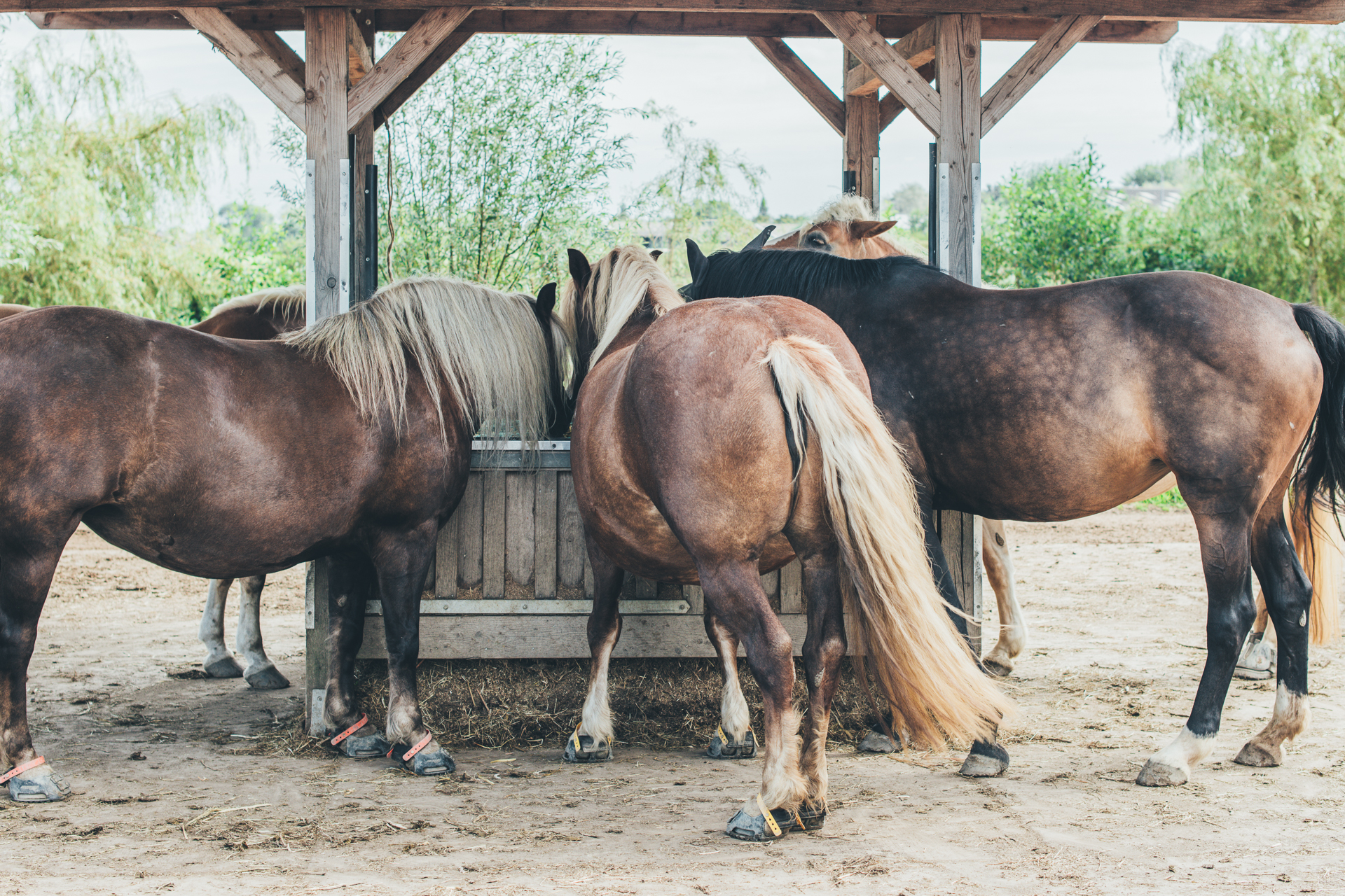 Een stel paarden aan een hooiruif in een natuurlijke omgeving