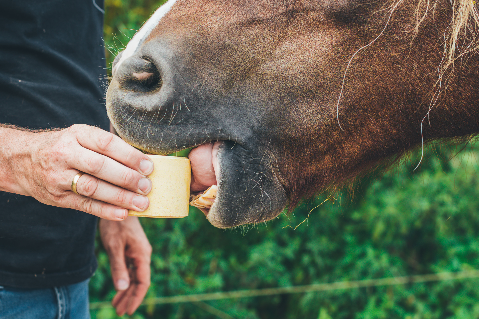 Een paard dat likt aan een liksteen