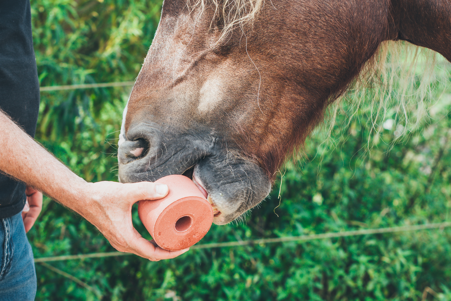 Een paard dat kauwt op een liksteen