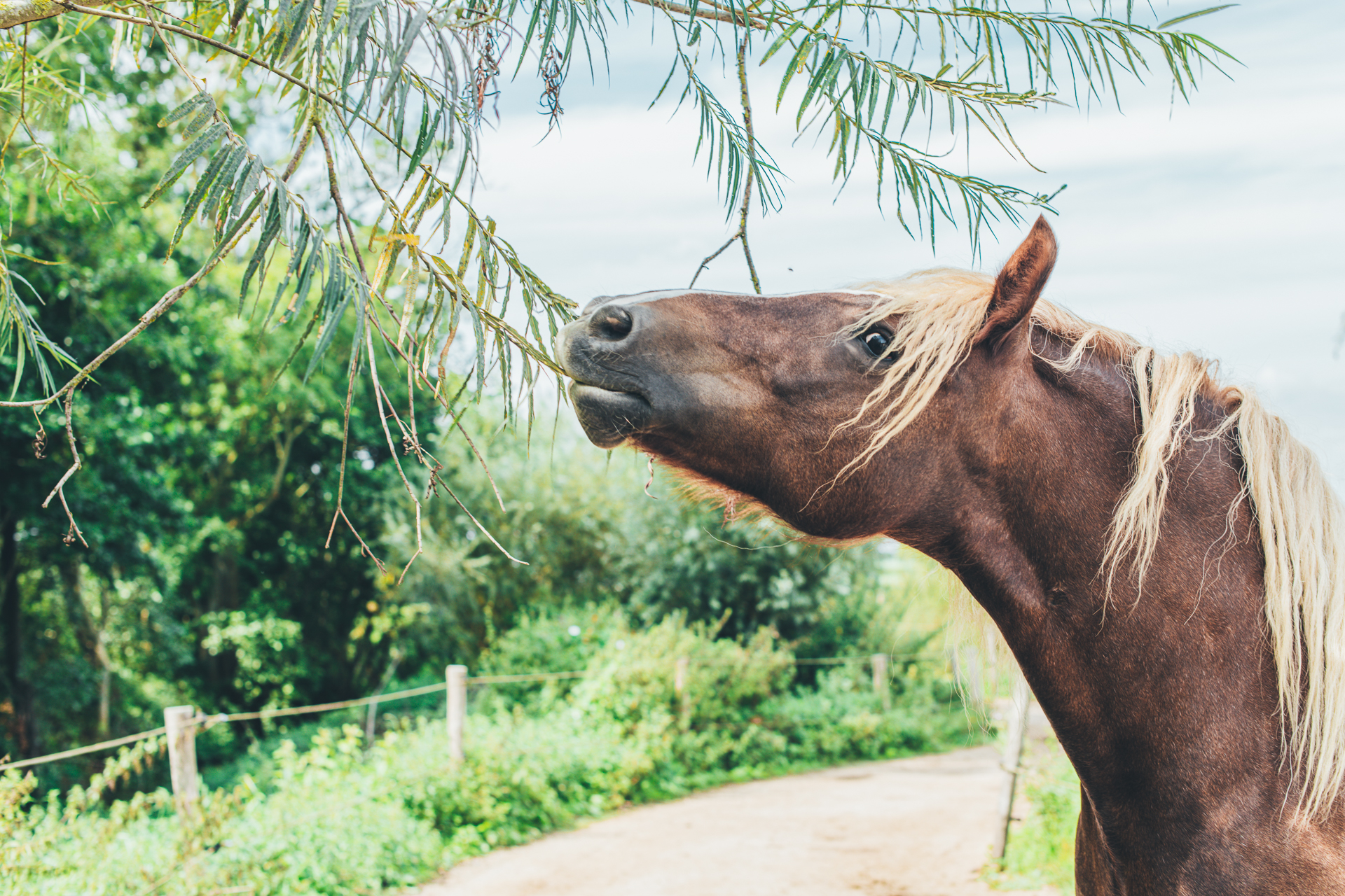 Een paard dat een wilgentak eet