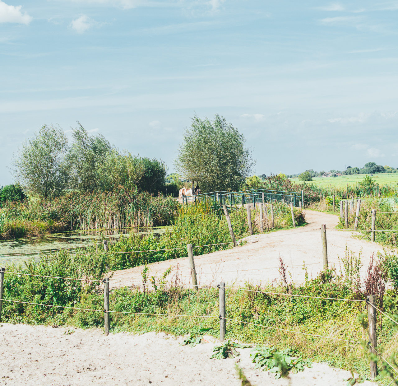 Een overzichtsfoto van een natuurlijke omgeving voor paarden.