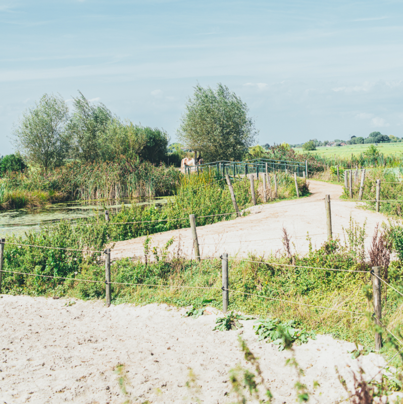 Een overzicht van een natuurlijke omgeving voor paarden.