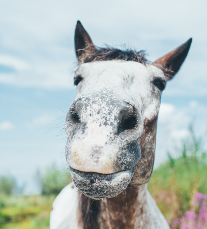 Een paard dat in de camera kijkt