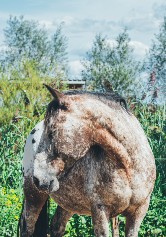 Een slapend paard in een natuurlijke omgeving