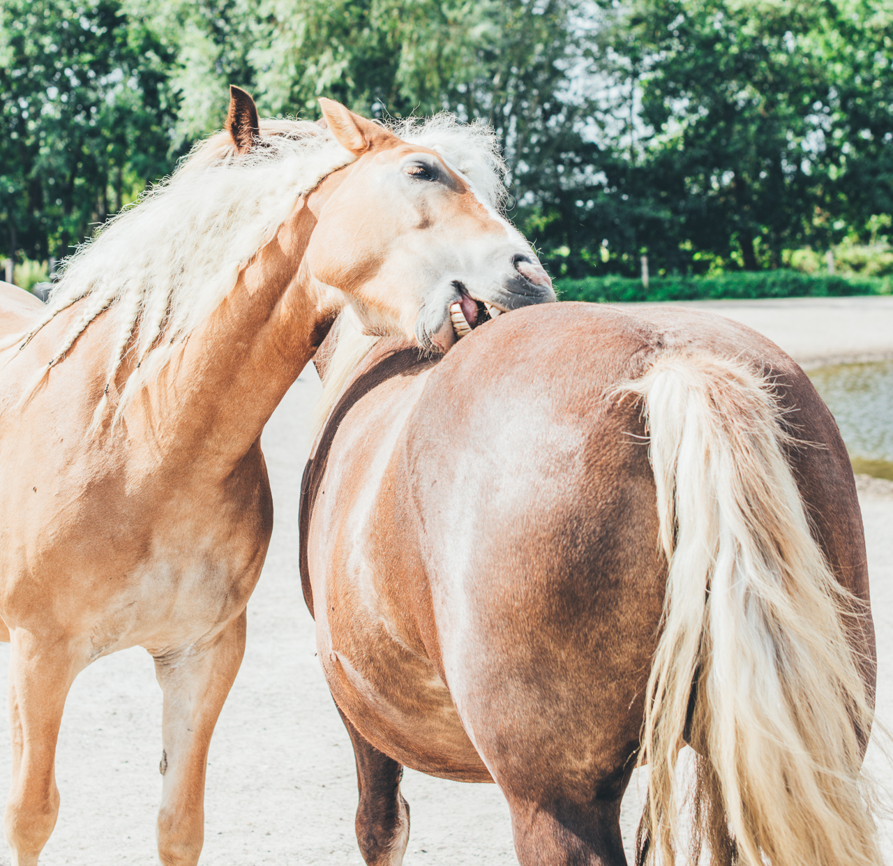 Twee paarden die aan het krauwen zijn.