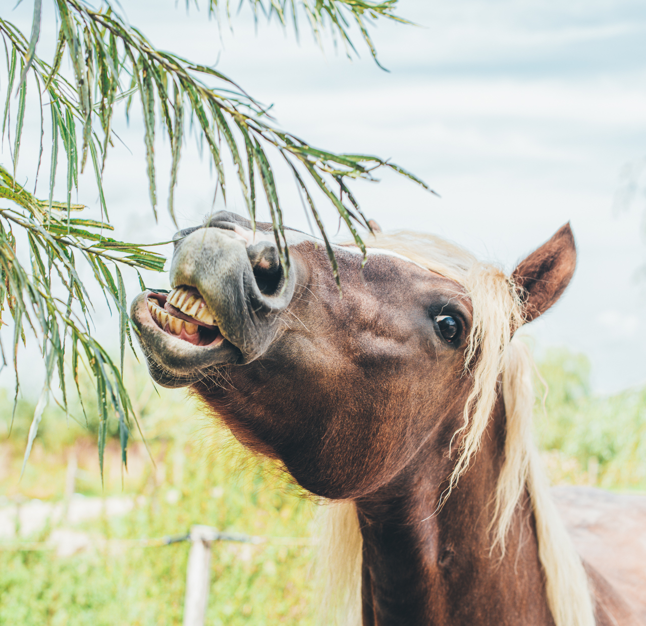 Een paard dat met het hoofd omhoog van een wilg eet.