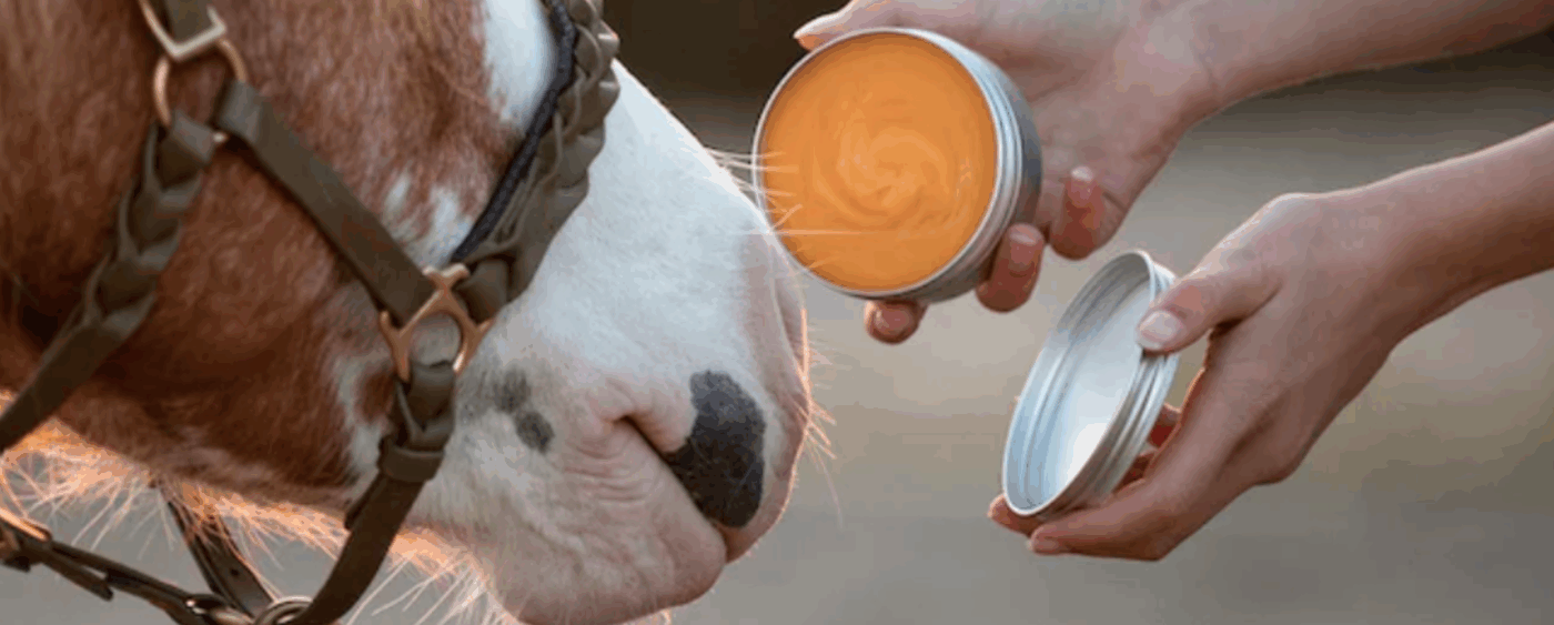 Laveos paard dat aan balsem snuffelt