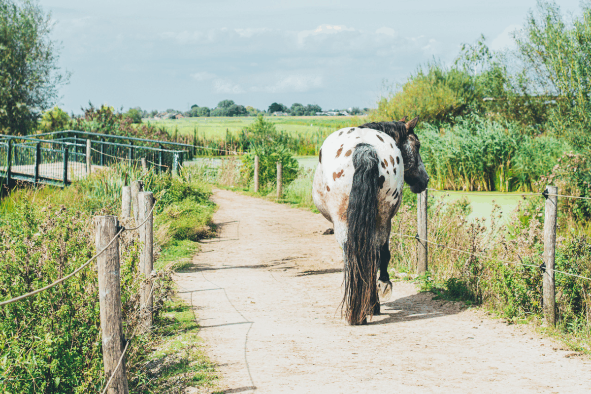 Paard Mats op de track